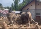 Sinergi Polri dan BKSDA : Gajah Dikerahkan Bersihkan Material Banjir di Pidie Jaya