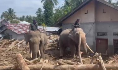Sinergi Polri dan BKSDA : Gajah Dikerahkan Bersihkan Material Banjir di Pidie Jaya