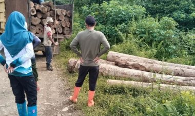 Puluhan Kayu Ilegal Diamankan di Tanah Laut